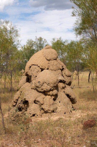 AustraliaAdelaide 10  077